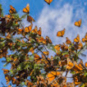 Meet your Posher, Amelia